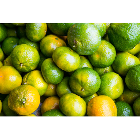 CLEMENTINE VERTE 10KG